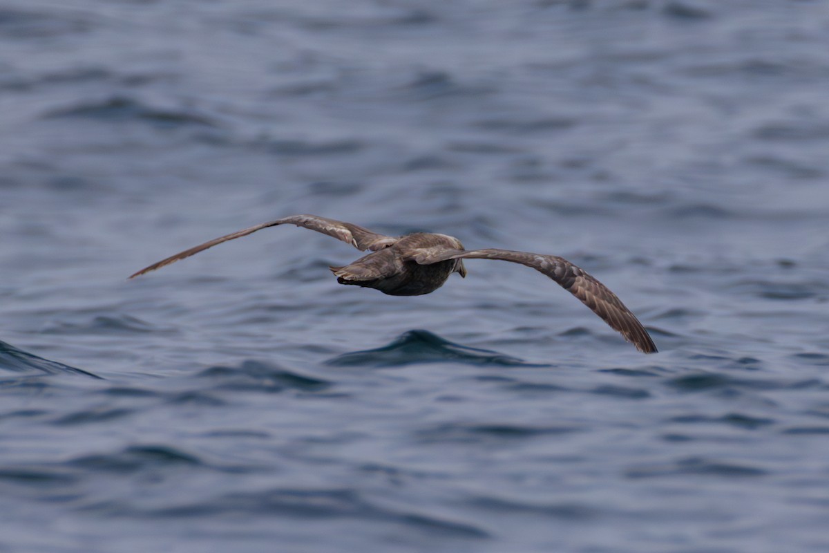 Northern Fulmar - ML643056772
