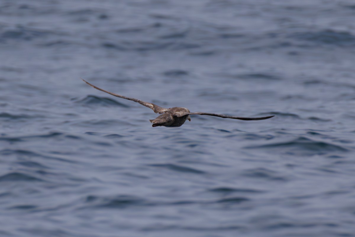 Northern Fulmar - ML643056773