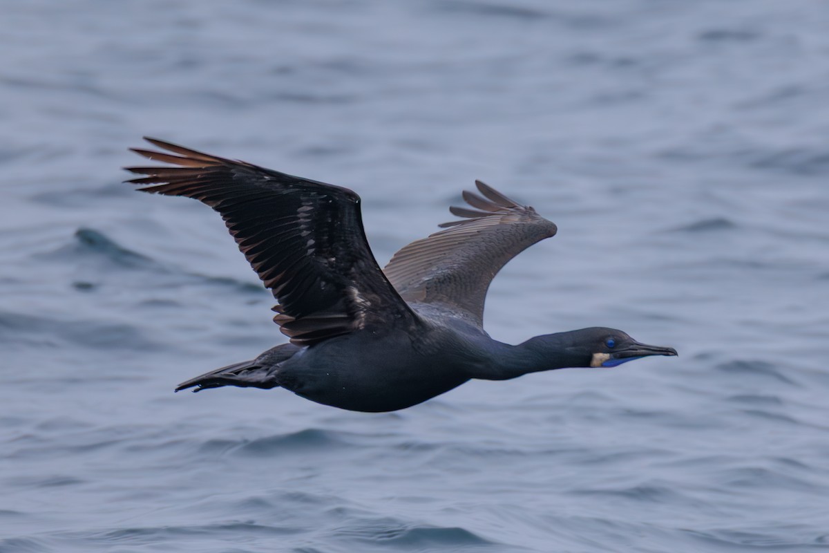 Brandt's Cormorant - ML643056777
