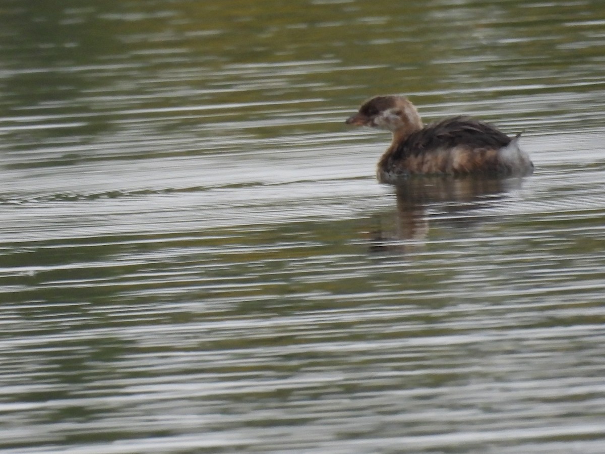 Pied-billed Grebe - ML643056779