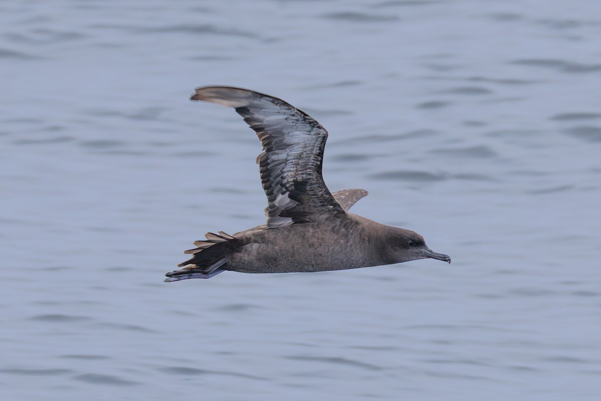 Sooty Shearwater - ML643056780