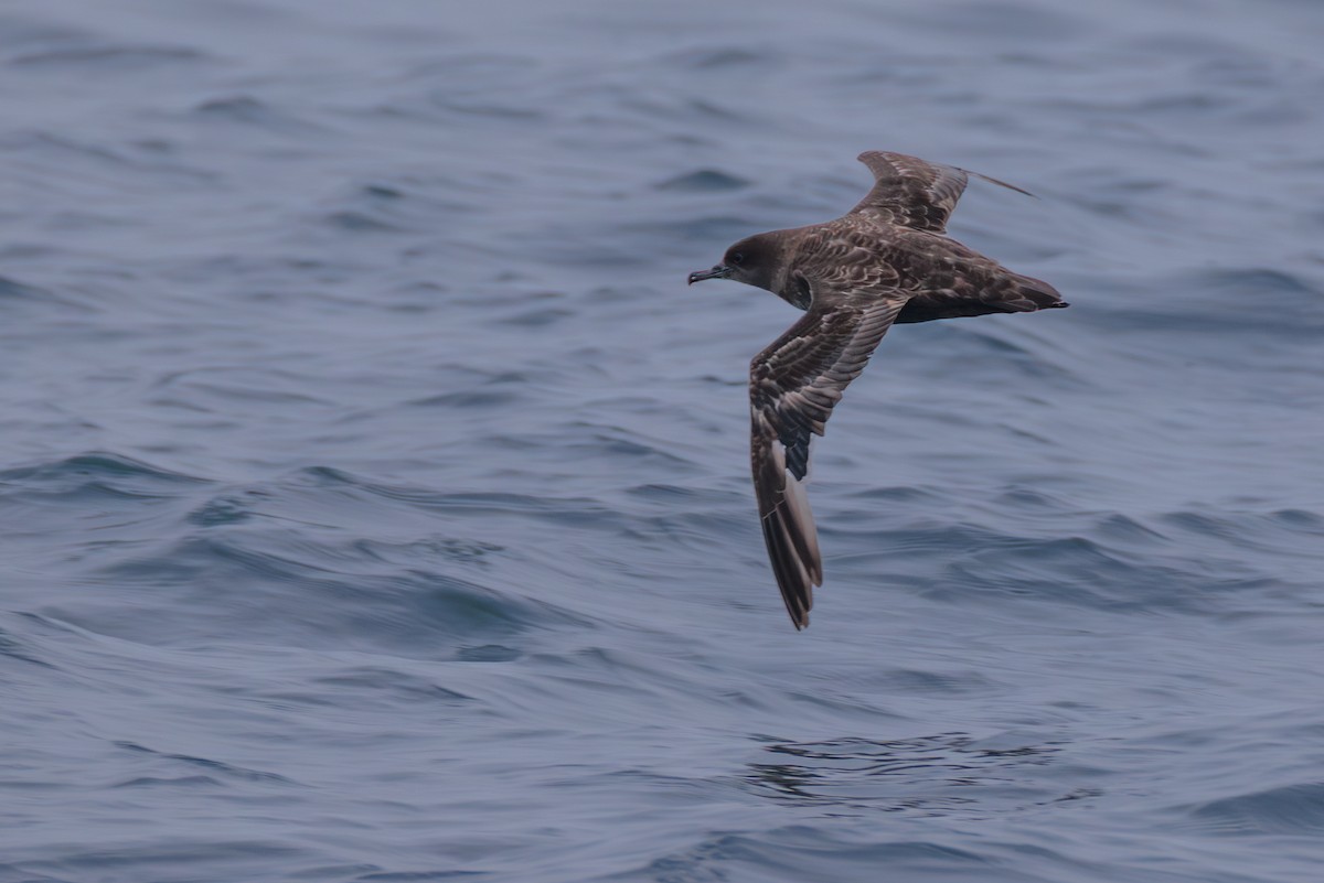 Sooty Shearwater - ML643056781