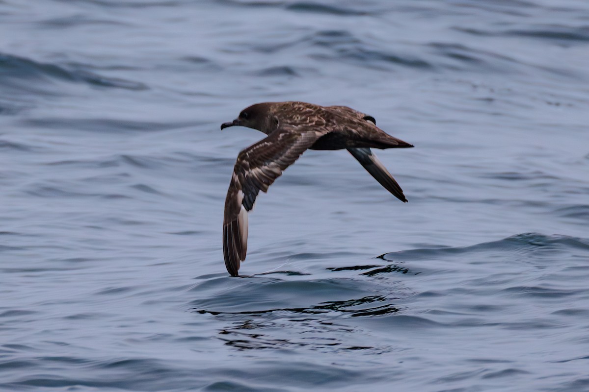Sooty Shearwater - ML643056782