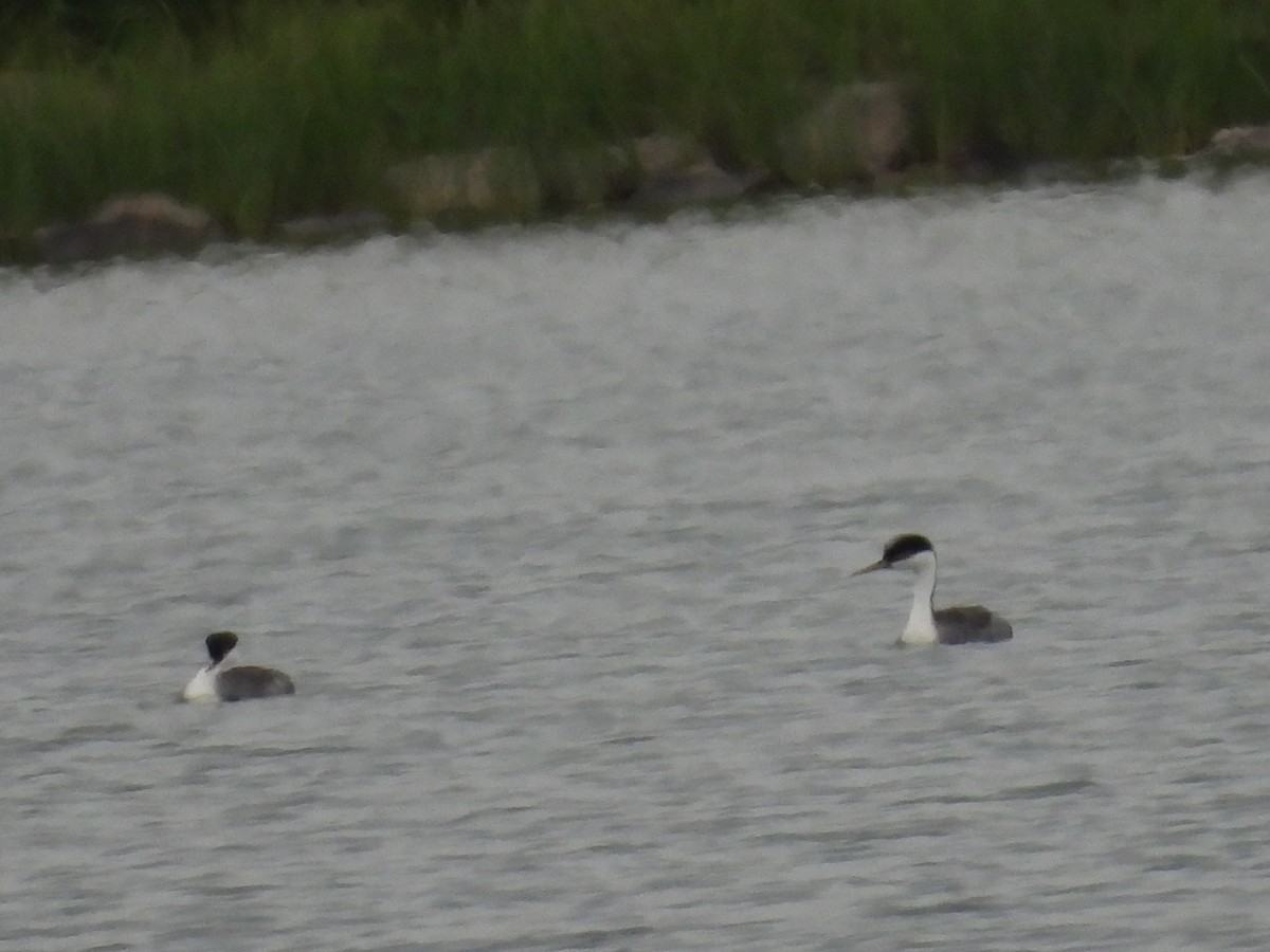 Western Grebe - ML643056794