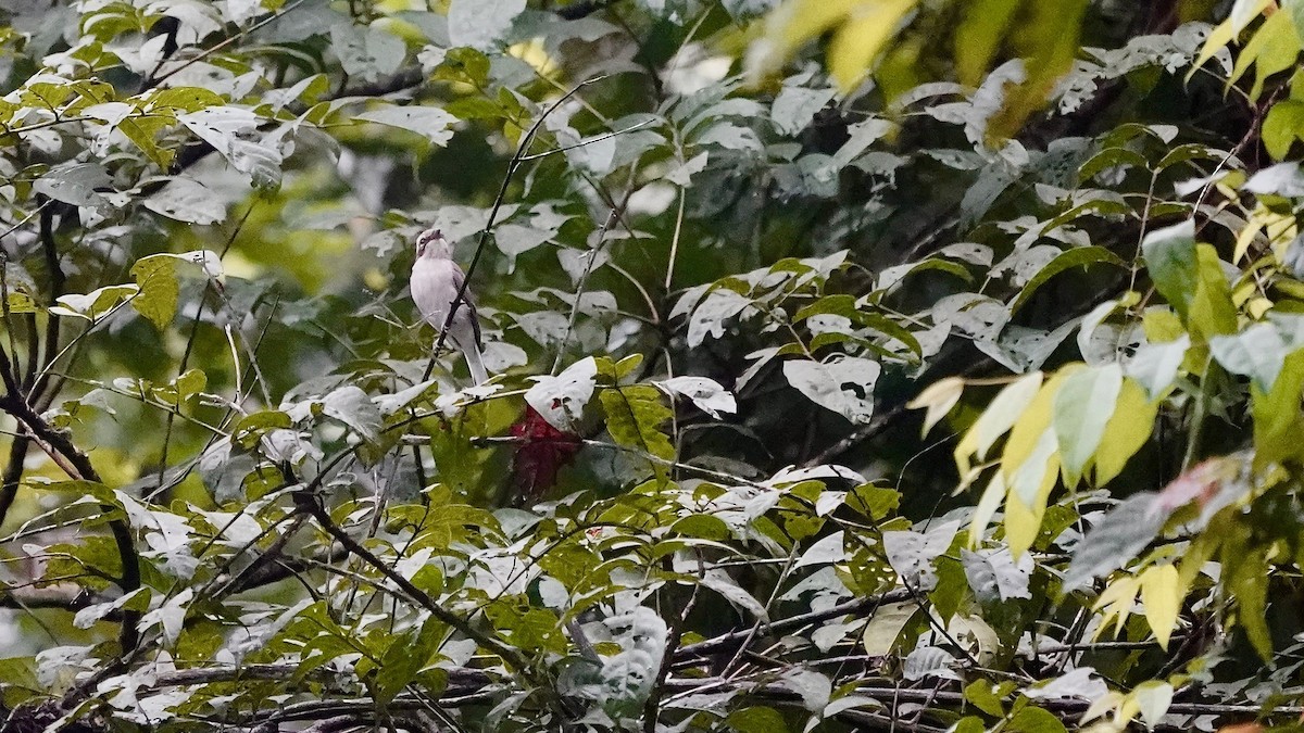 Common Woodshrike - ML643056806