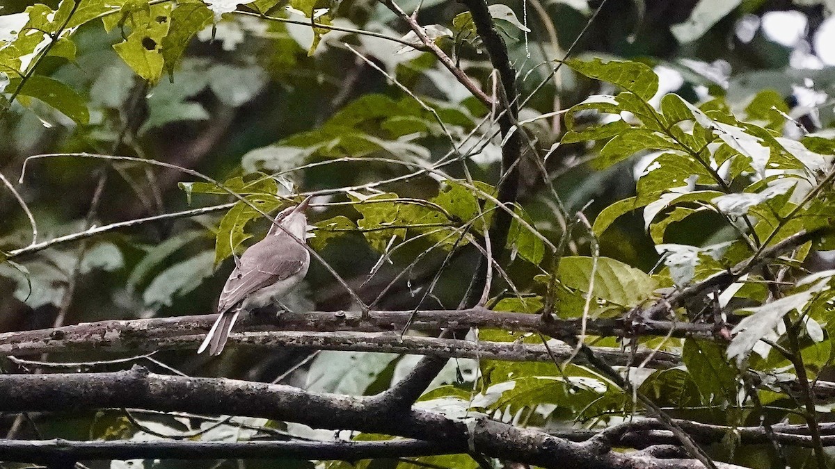 Common Woodshrike - ML643056808