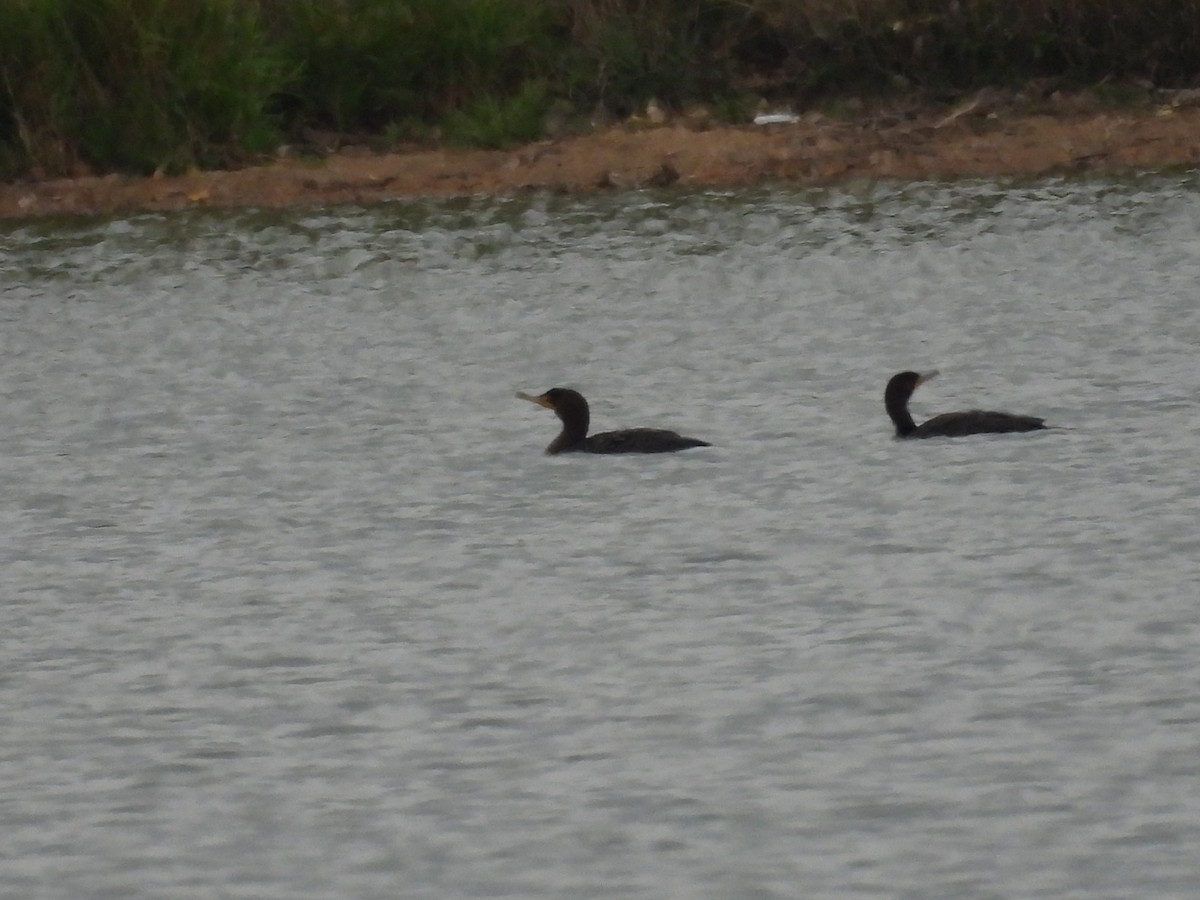 Double-crested Cormorant - ML643056809