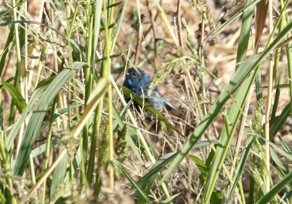 Indigo Bunting - ML643056816