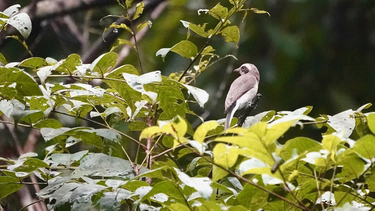 Common Woodshrike - ML643056817
