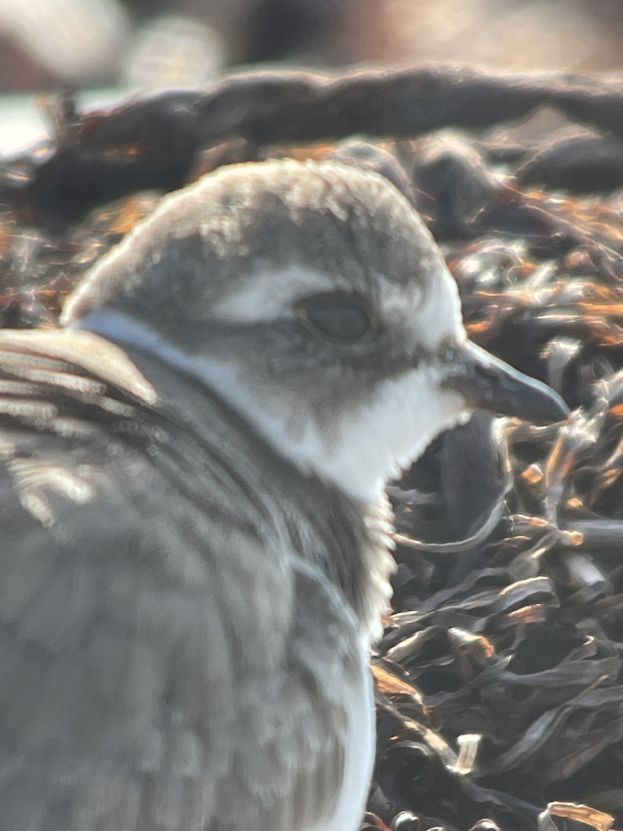 Semipalmated Plover - ML643056829