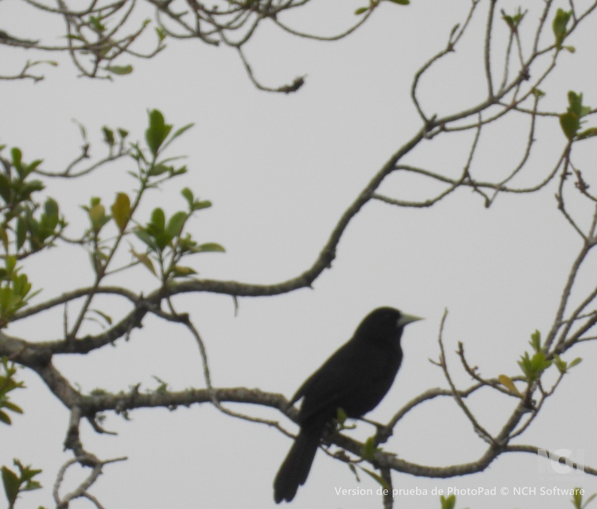 Solitary Black Cacique - ML643056831