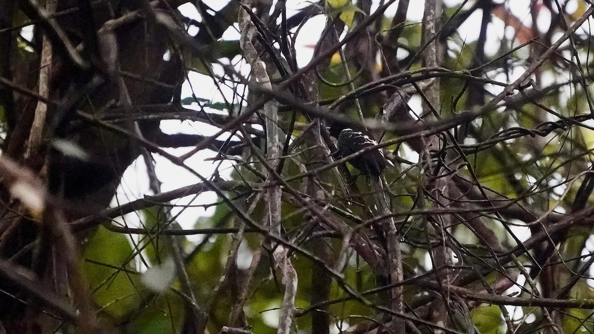 Heart-spotted Woodpecker - ML643056835