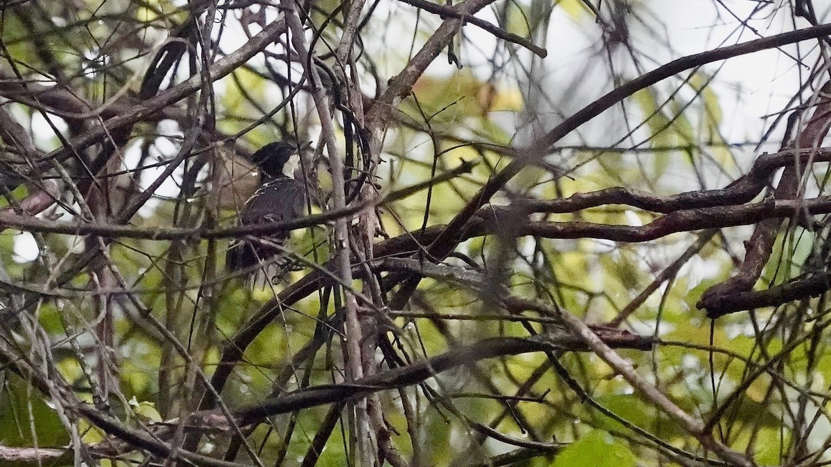 Heart-spotted Woodpecker - ML643056836