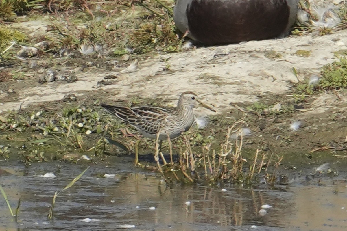 Pectoral Sandpiper - ML643056837