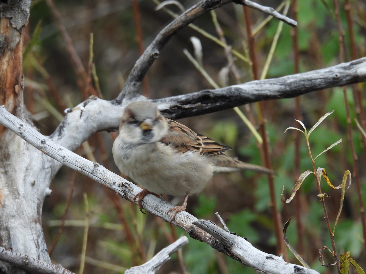 House Sparrow - ML643056838