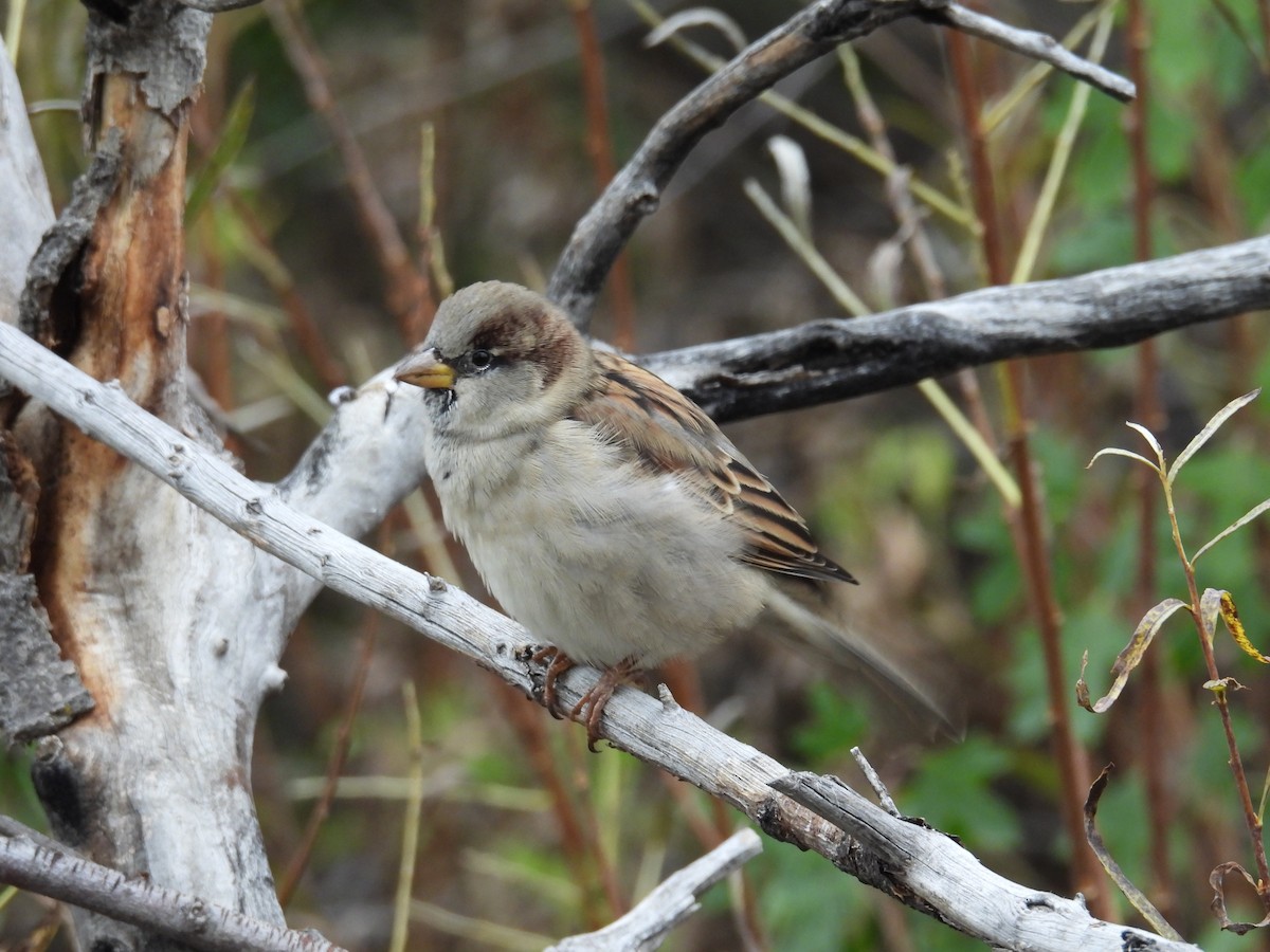 House Sparrow - ML643056839