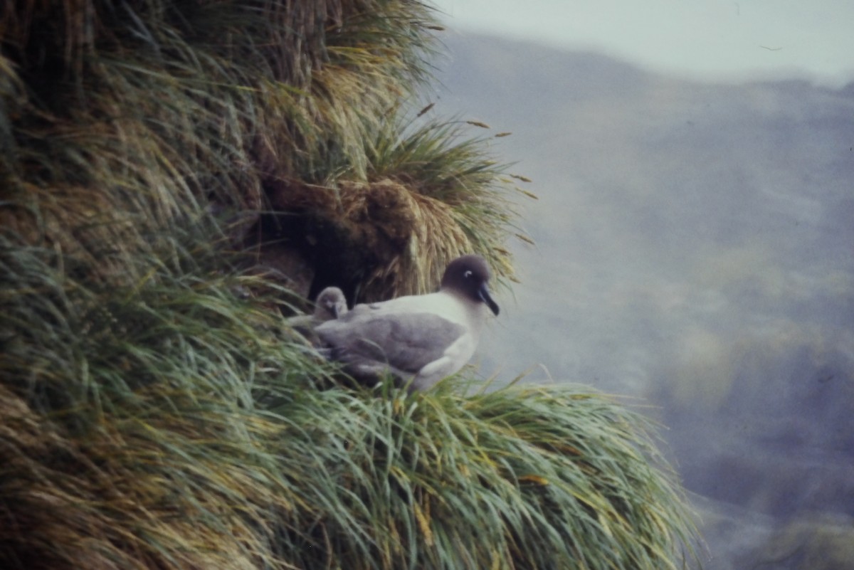 Graumantelalbatros - ML643056841