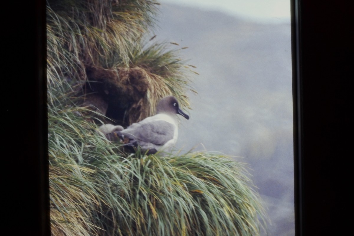Graumantelalbatros - ML643056843