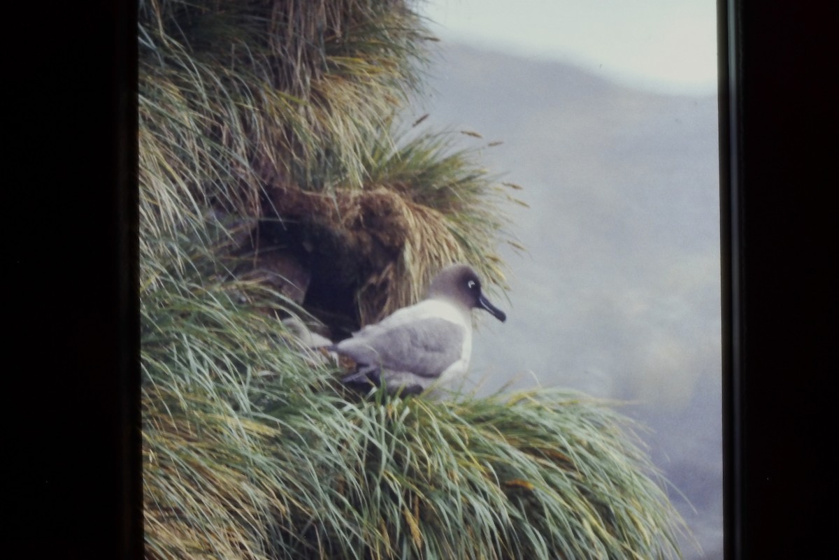 Graumantelalbatros - ML643056844