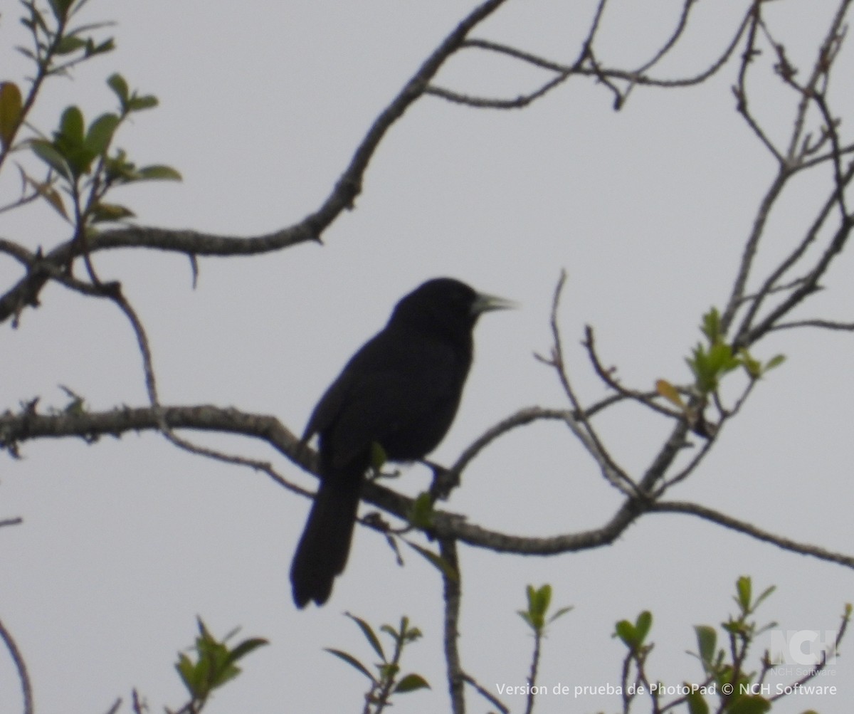 Solitary Black Cacique - ML643056846