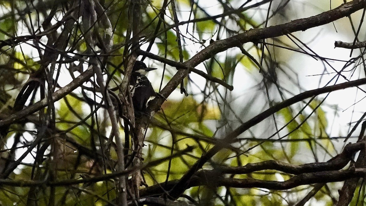 Heart-spotted Woodpecker - ML643056847