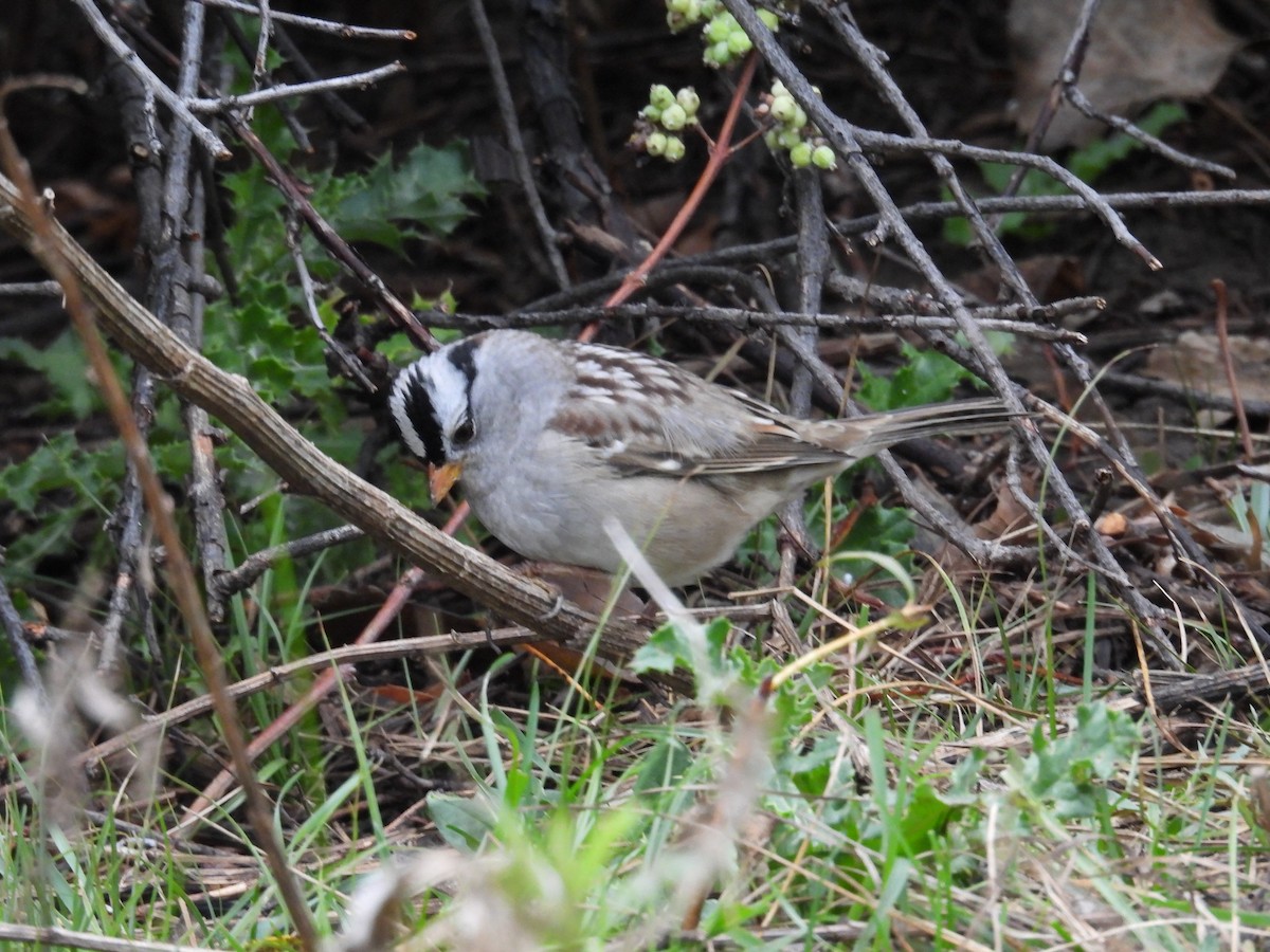 White-crowned Sparrow - ML643056864