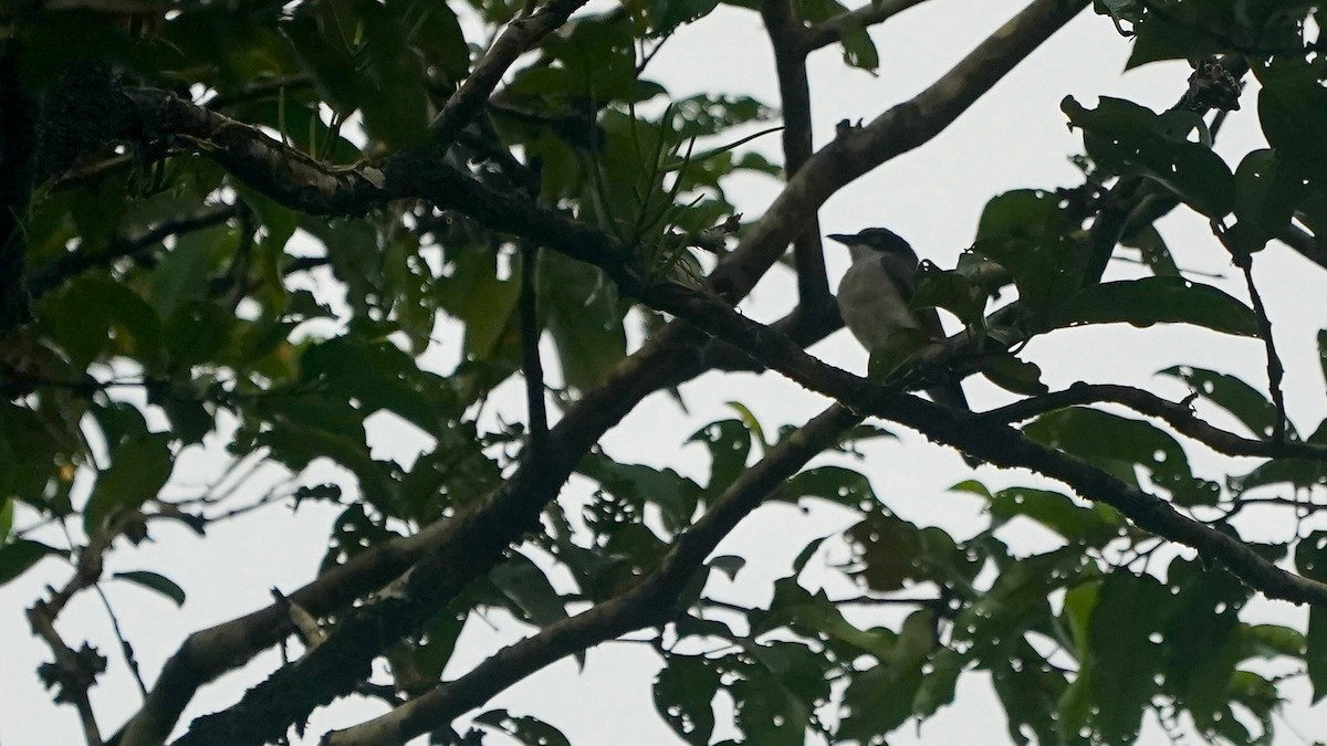 Malabar Woodshrike - ML643056865