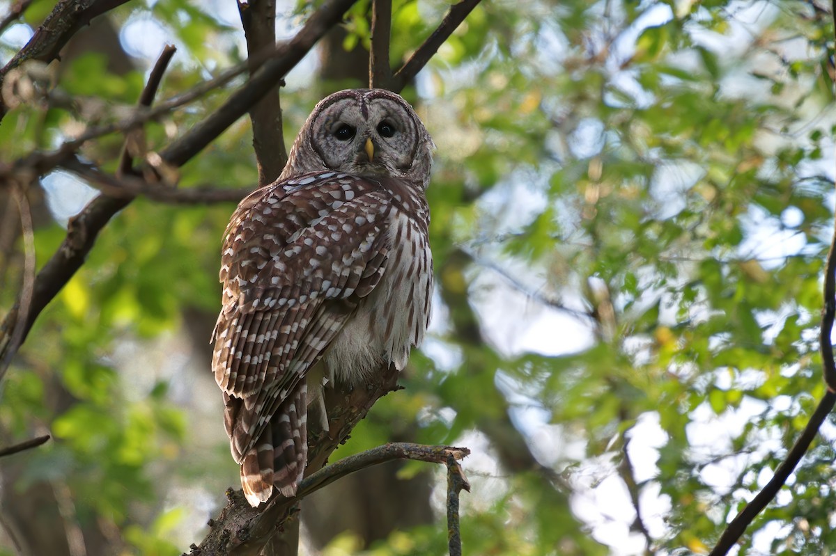 Barred Owl - ML643056866