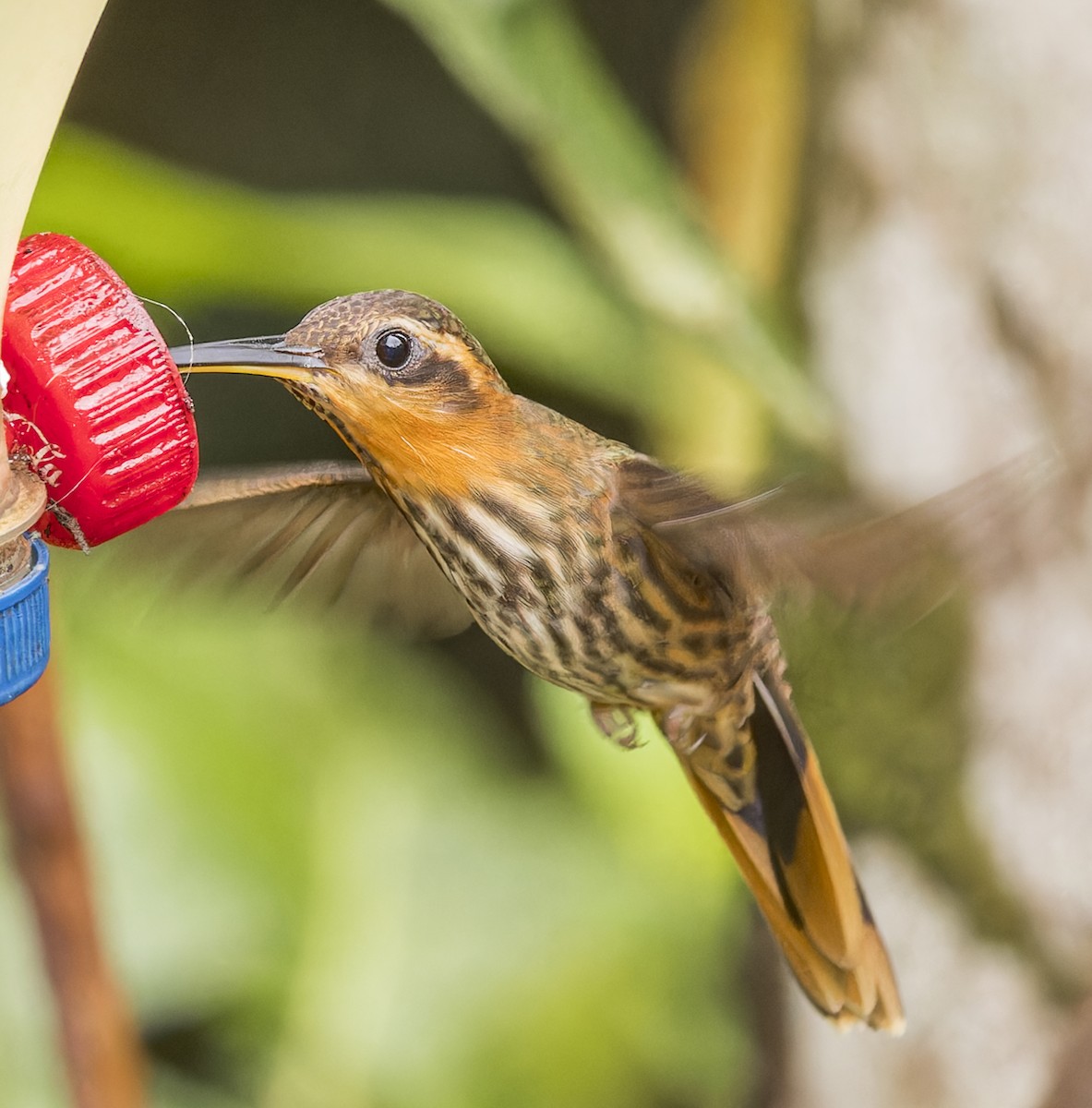Saw-billed Hermit - ML643056868