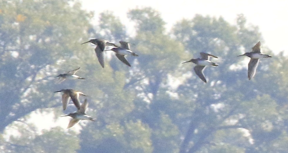 Stilt Sandpiper - ML643056869