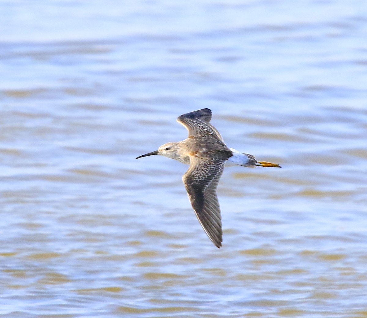 Stilt Sandpiper - ML643056870