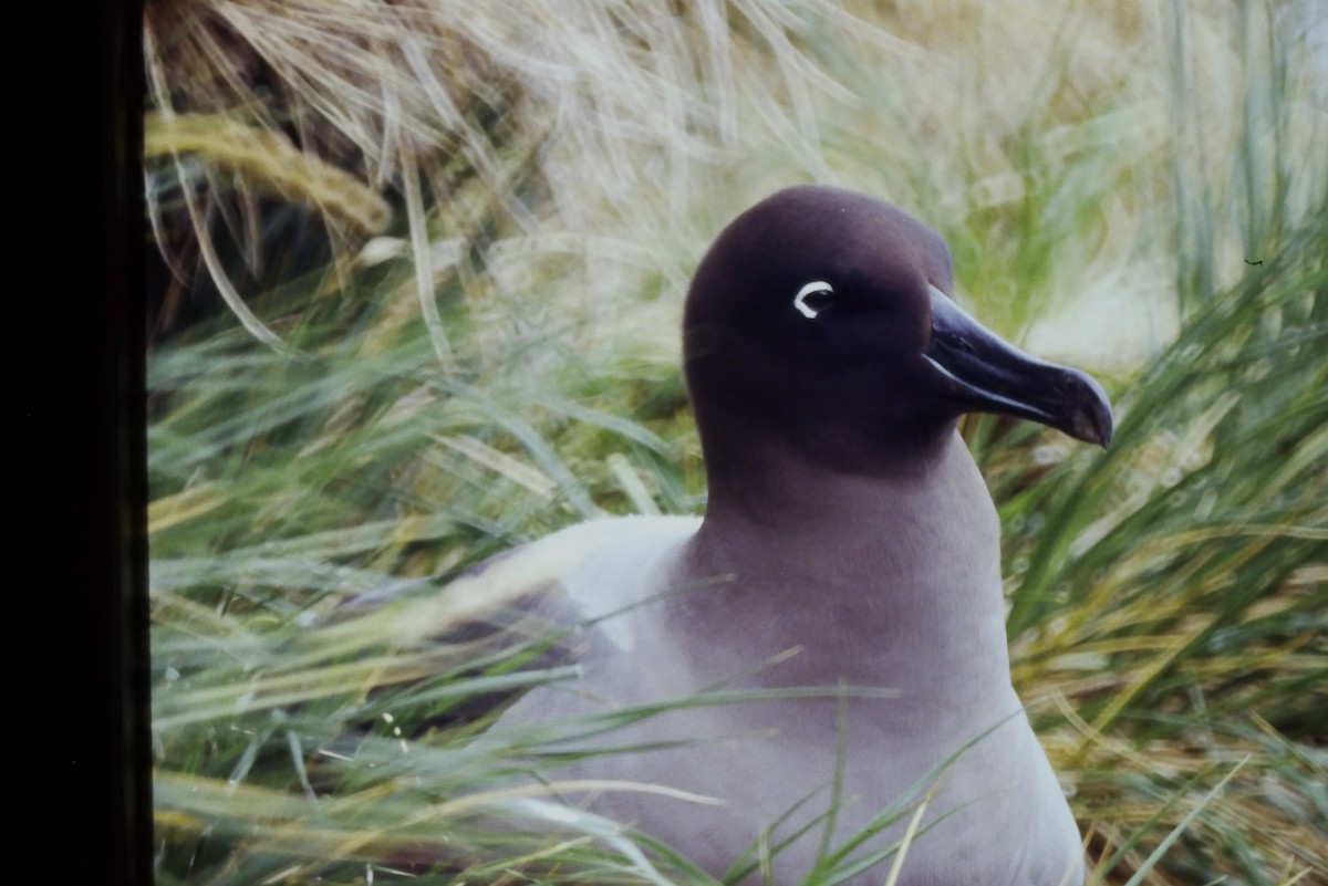 Graumantelalbatros - ML643056871