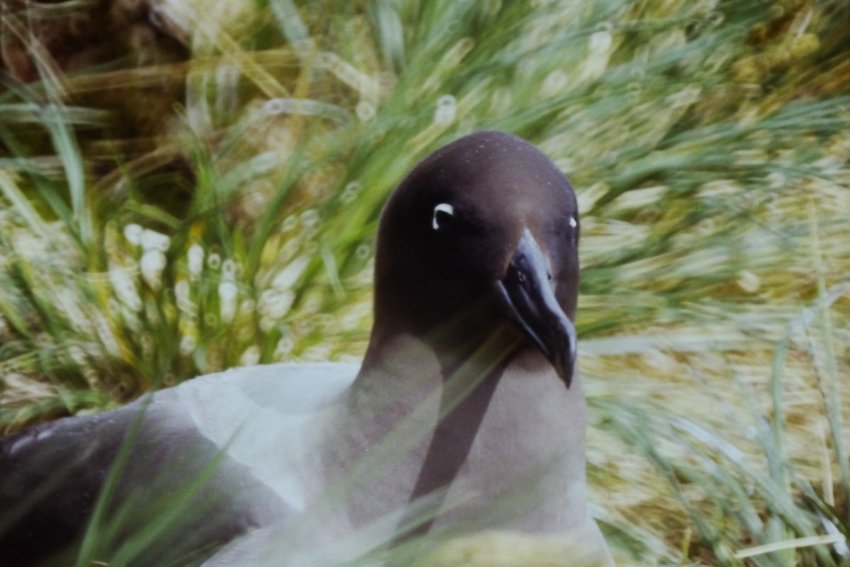 Graumantelalbatros - ML643056872
