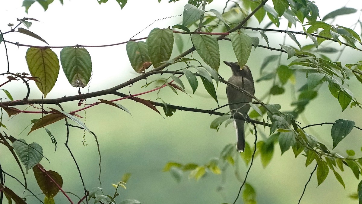 Common Woodshrike - ML643056896
