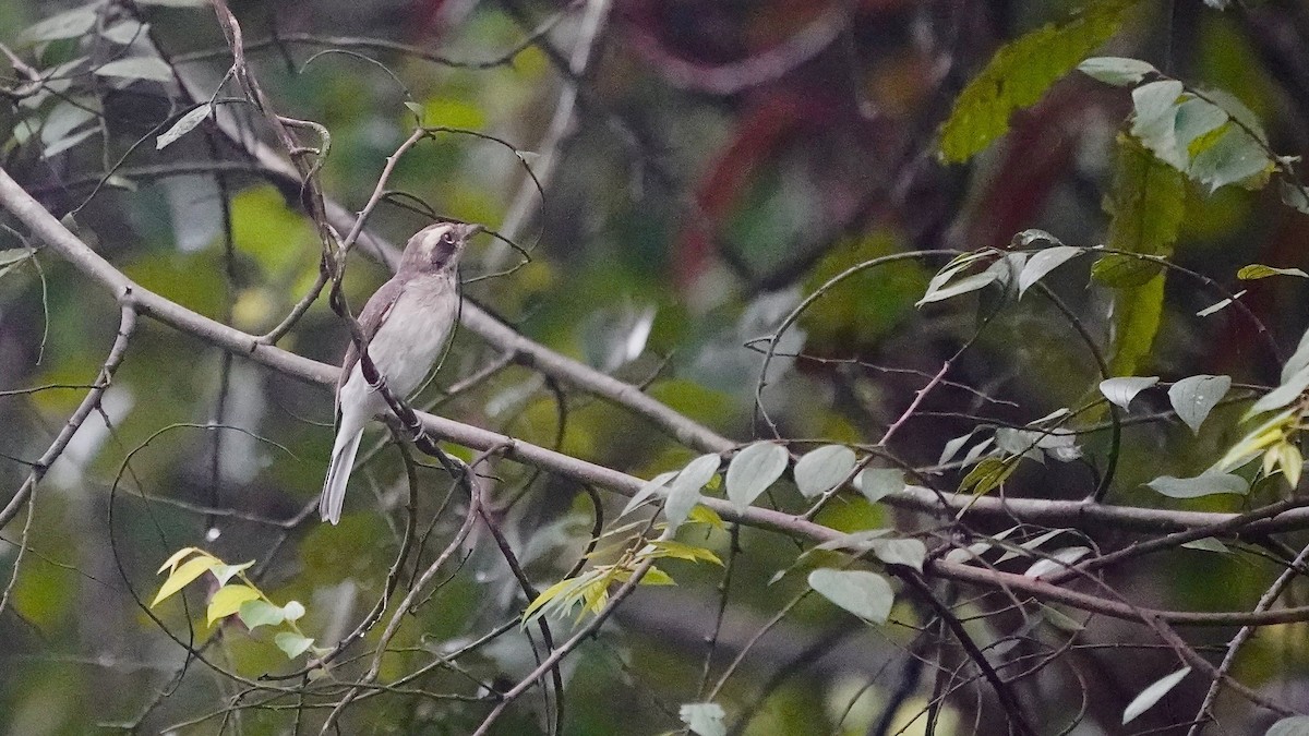 Common Woodshrike - ML643056899