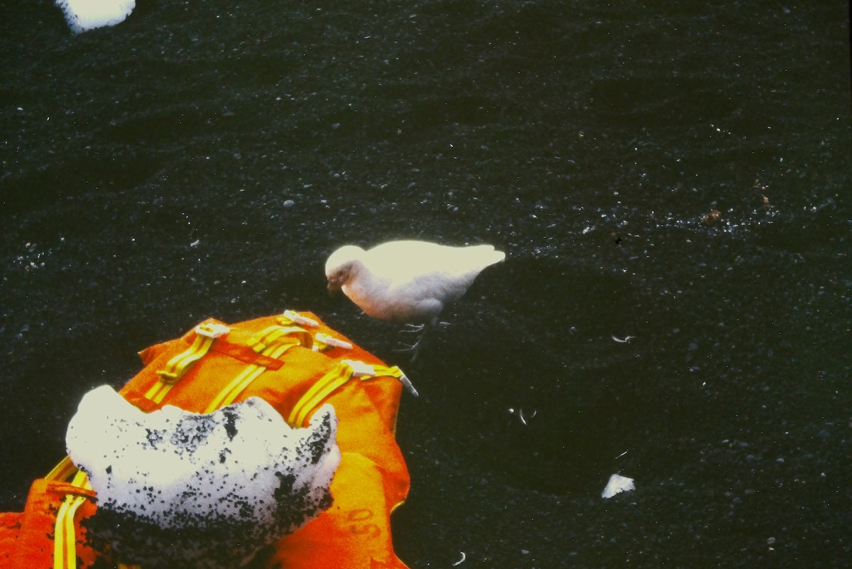Snowy Sheathbill - ML643056900