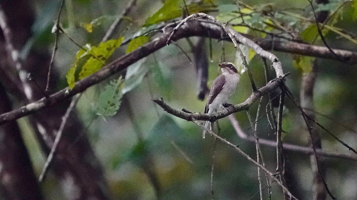 Common Woodshrike - ML643056904