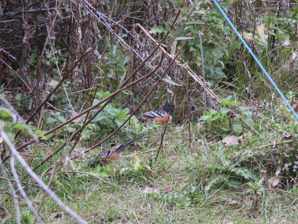 Spotted Towhee - ML643056931