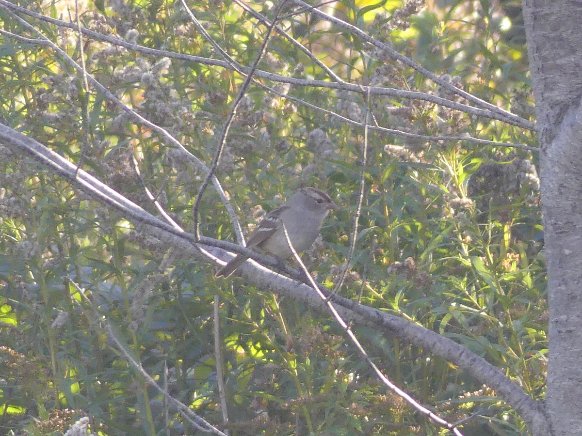 White-crowned Sparrow - ML643056947
