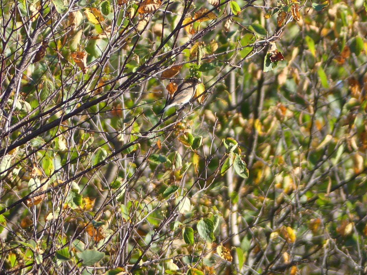 Indigo Bunting - ML643056954