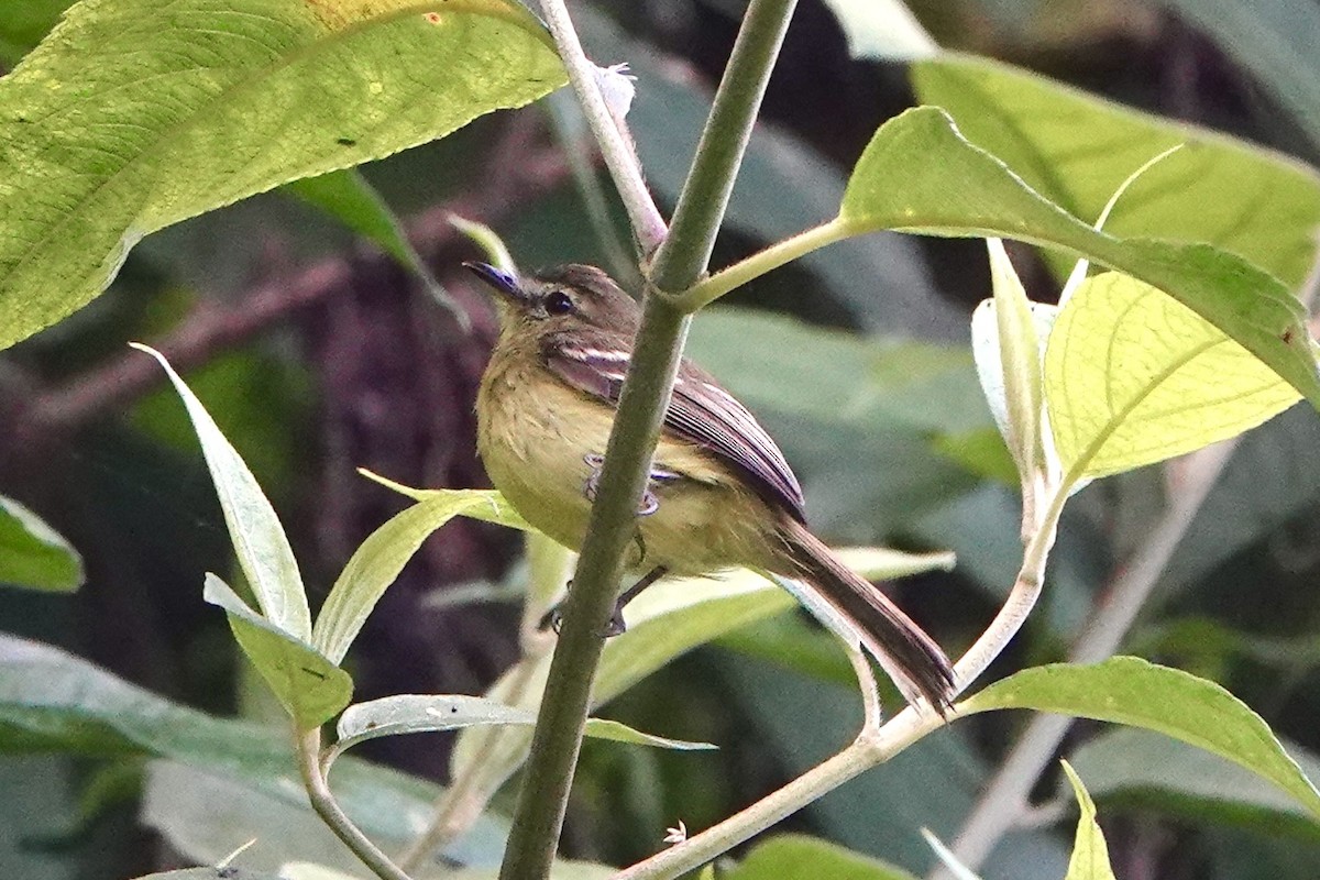 Yellow Tyrannulet - ML643056968