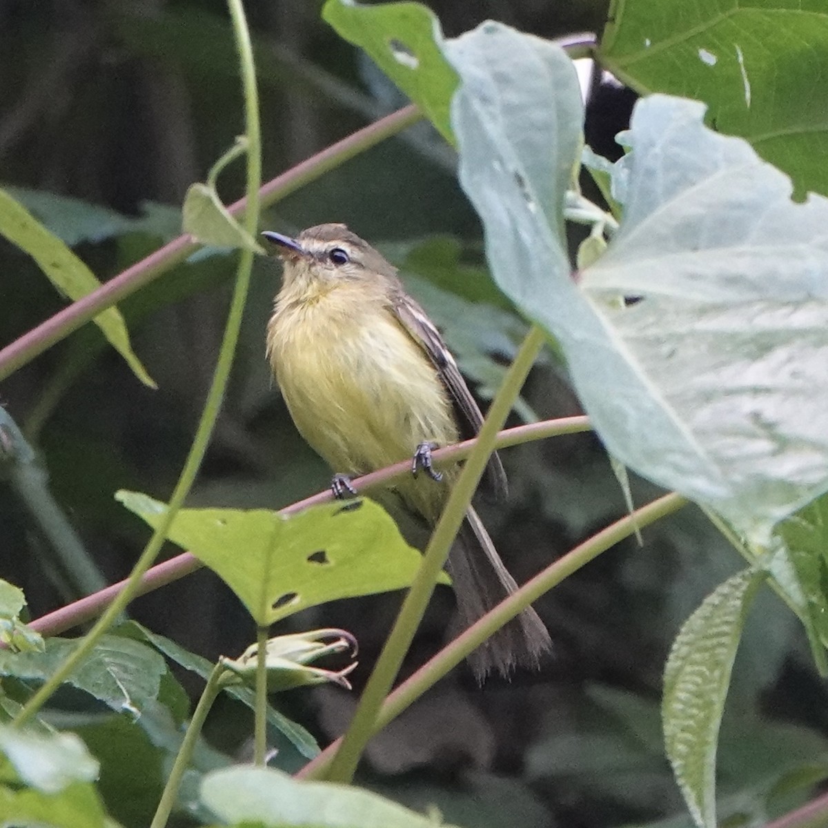 Yellow Tyrannulet - ML643056969