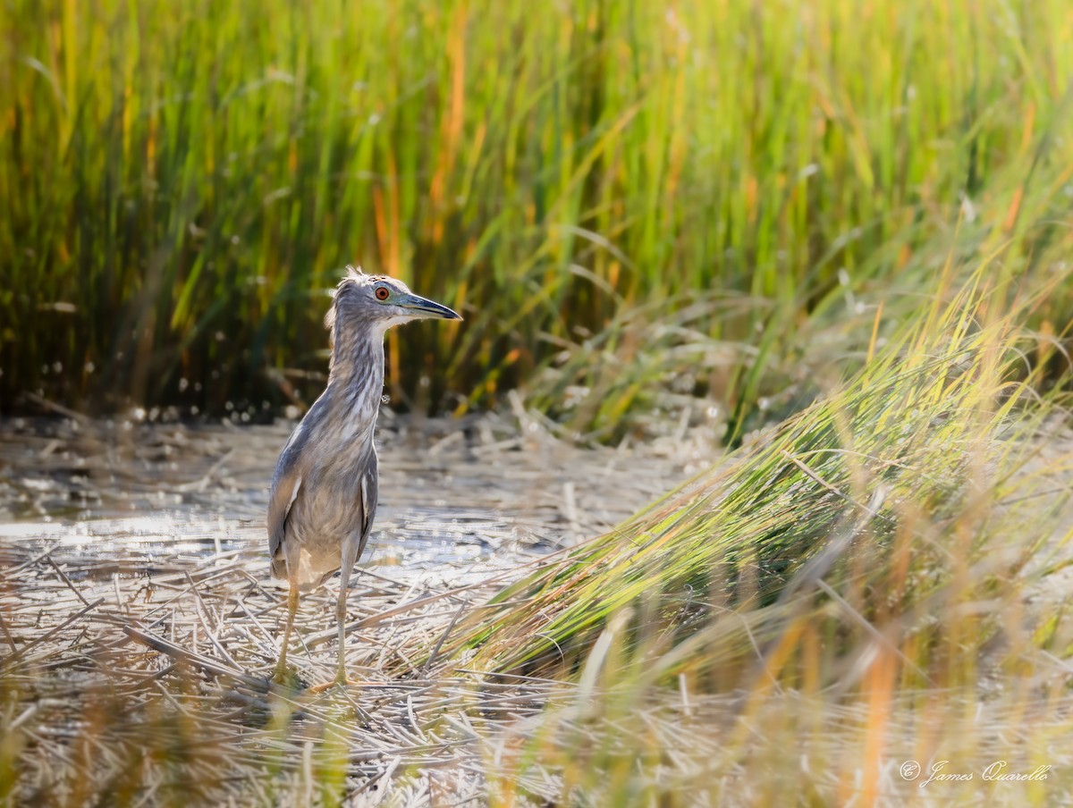 natthegre - ML643056970