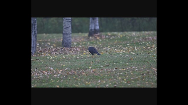 Crested Caracara - ML643056984