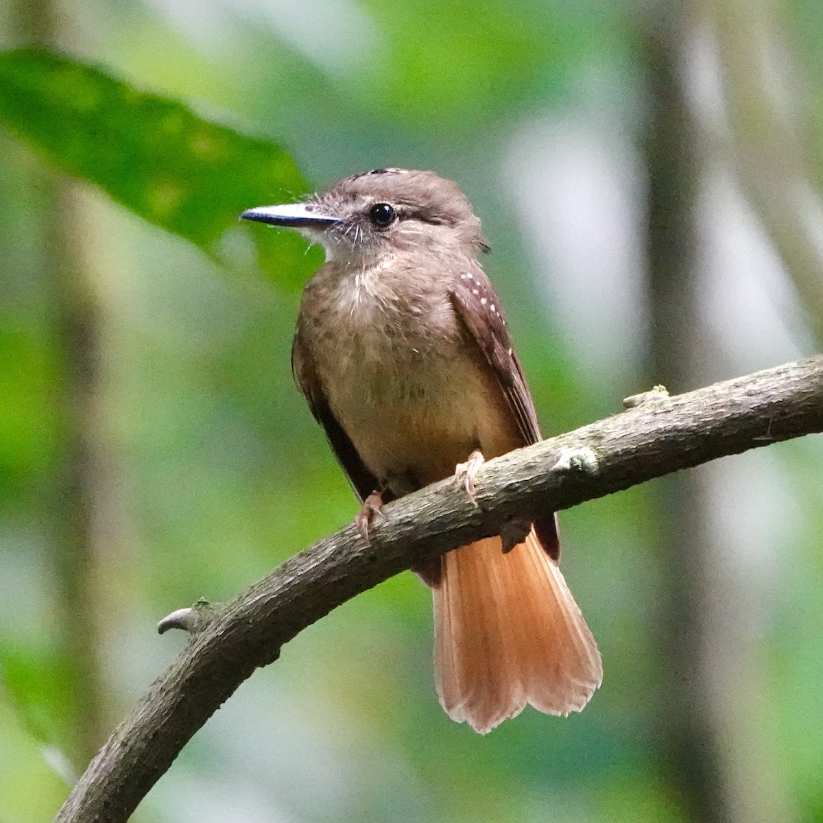 Tropical Royal Flycatcher - ML643056988