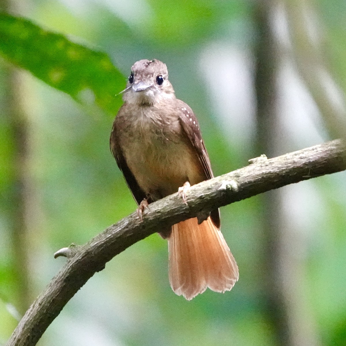 Tropical Royal Flycatcher - ML643056989