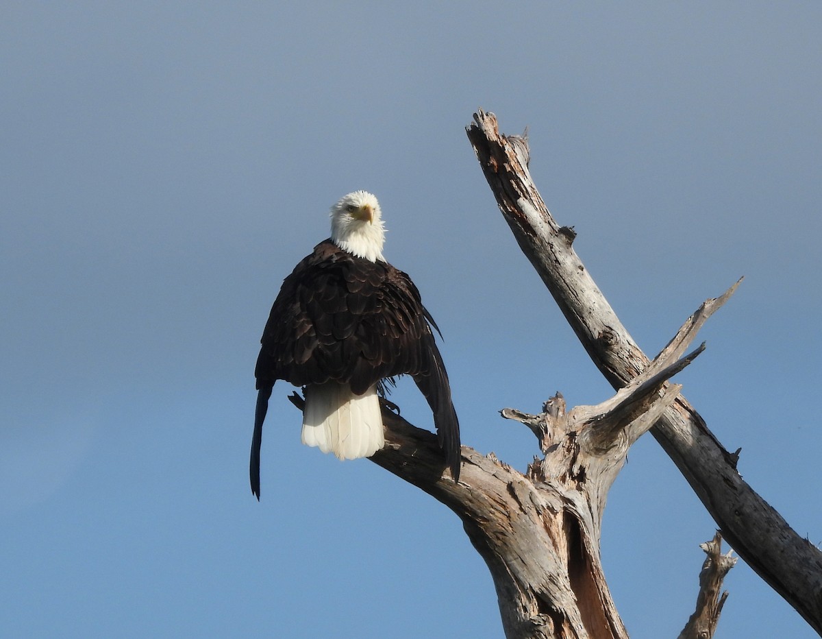 Bald Eagle - ML643056990