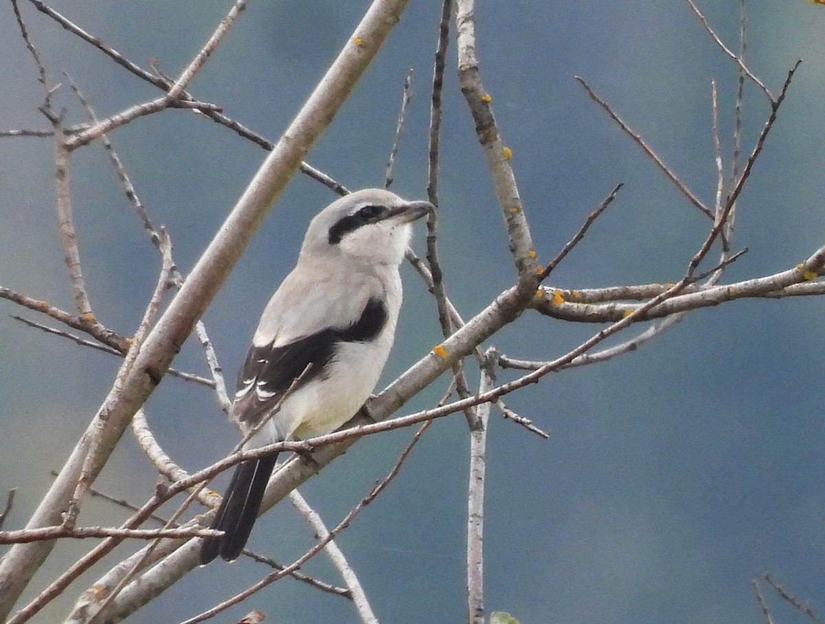 Antzandobi boreala - ML643056994