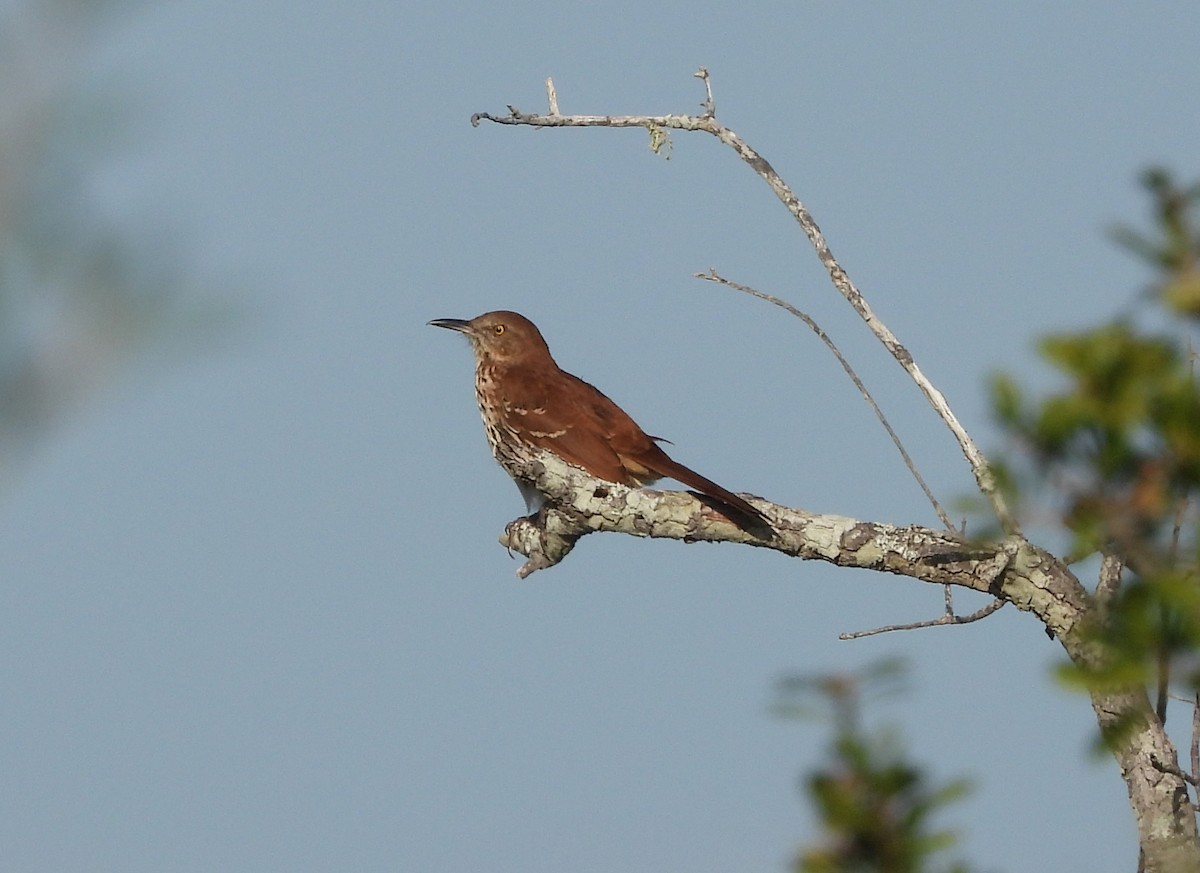 Brown Thrasher - ML643057002