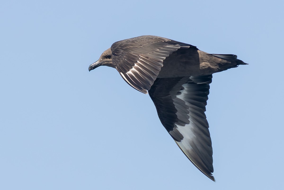South Polar Skua - ML643057005